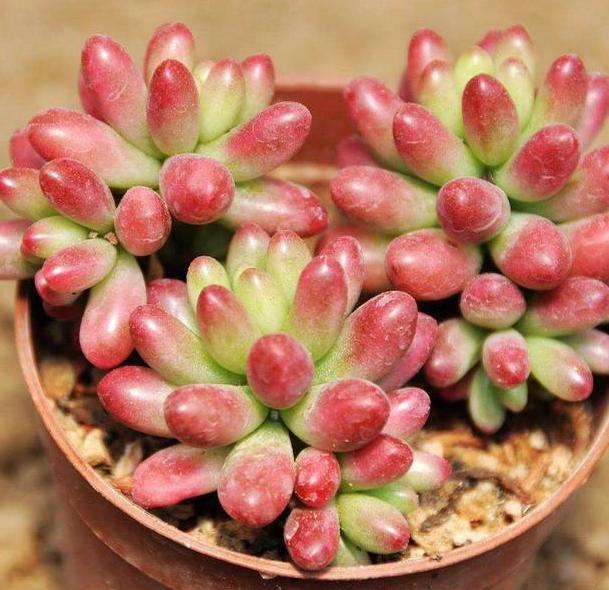 养多肉,一到夏季就徒长、黑腐、化水谨记3点保管枝叶繁茂