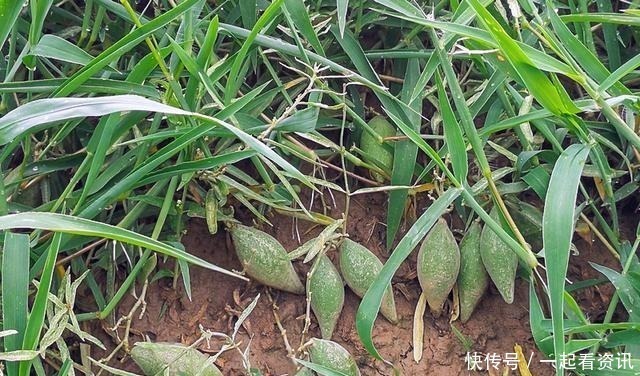 幼果|此野果乡下小孩都吃过,如今68元供不应求,真的有这么好