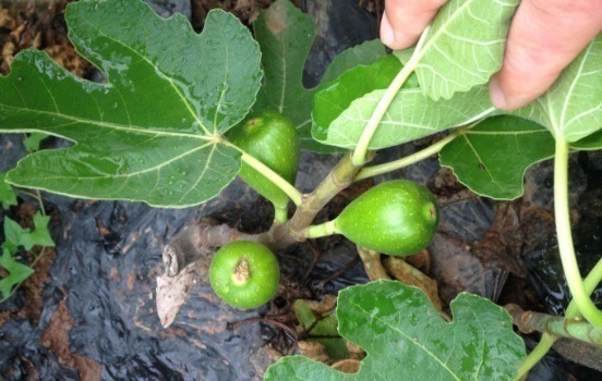 中医|无花果的叶子为中药至臻,功效价值受中医欢喜!一定要收藏好