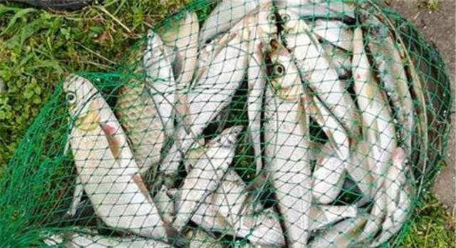 狂拉翘嘴的几种好方法，翘嘴大小不同，钓法完全不同