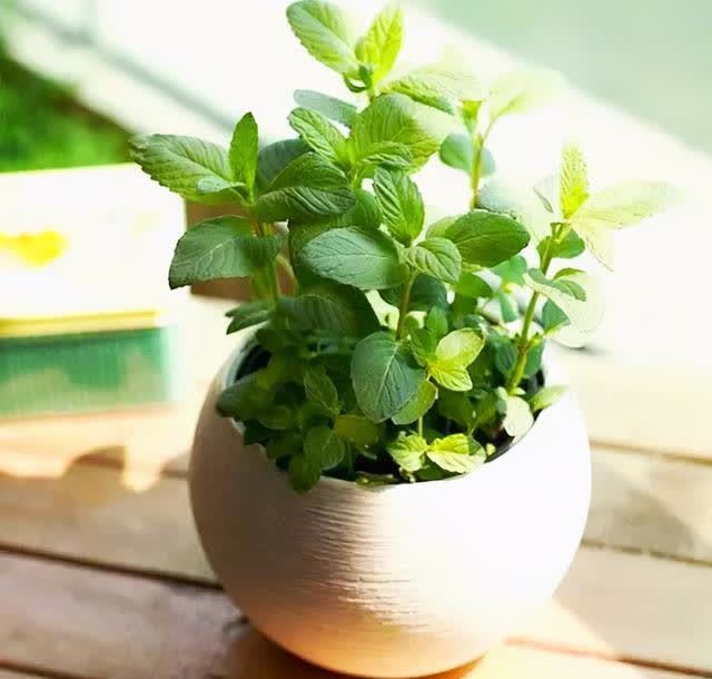 春季室内植物推荐(内含种植窍门)