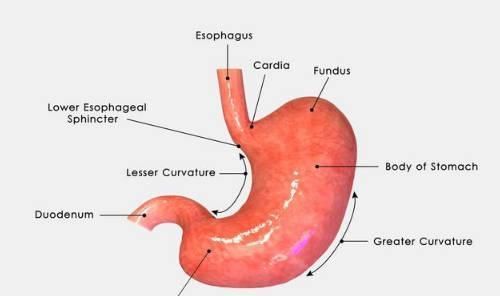 脾虚|气血不足怎么办中医为你辩证4种脾虚，让你调理好脾虚问题
