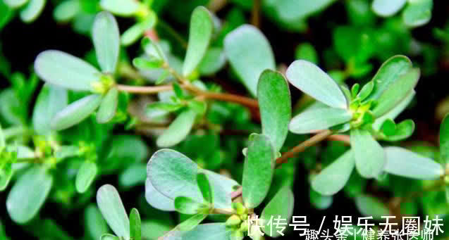 子宫|秋天来了,推荐3种食物,女性常吃能呵护子宫,越吃越年轻