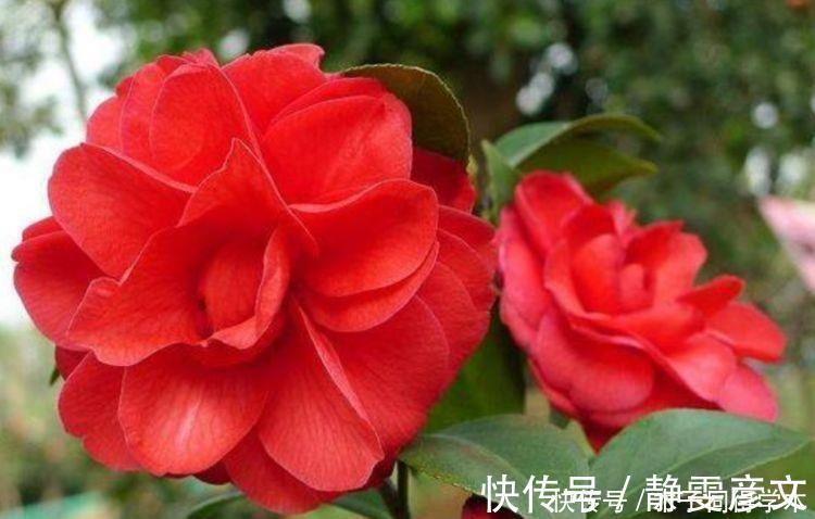 花海|家养几款植物,阳台开出花海,花色繁多易爆盆,娇艳欲滴