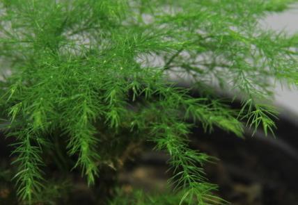 这三种绿植最适合养在卫生间,越是阴凉越能蹭蹭长不停