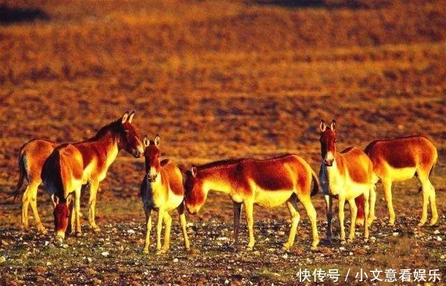 适合|青海不只有青海湖！这个美丽小县城，最适合抓住夏天的尾巴！