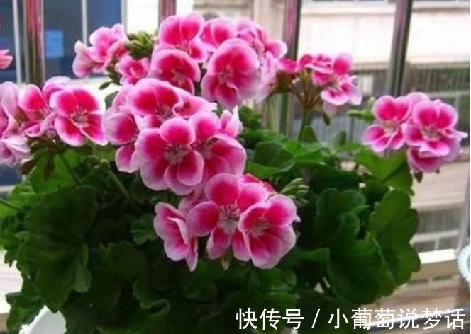 龙沙宝石|4种花颜值高又好养,随便一养成花海,花开一茬接一茬!