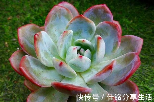 多肉“出汗”不可怕,证明活得很健康,但出汗后要特别注意通风!