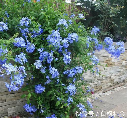 蓝雪花|4种漂亮花,一样的喜好,同时管理不要偏心,开出小花园!