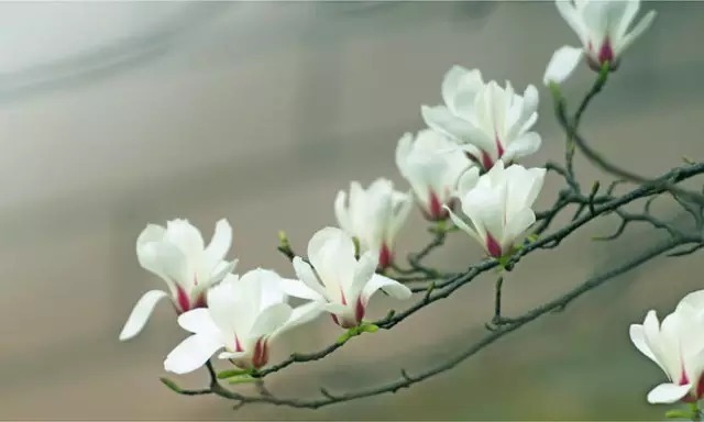 玉 兰 花 颜