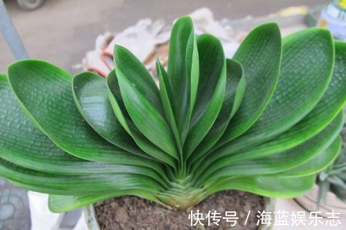 板结|君子兰烂根“快死了”,别着急扔,一招就能救回来