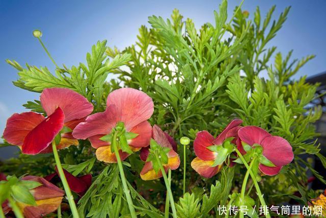 绿色的花朵见过吗这5种绿色花,各个都是珍品,见过的人不多