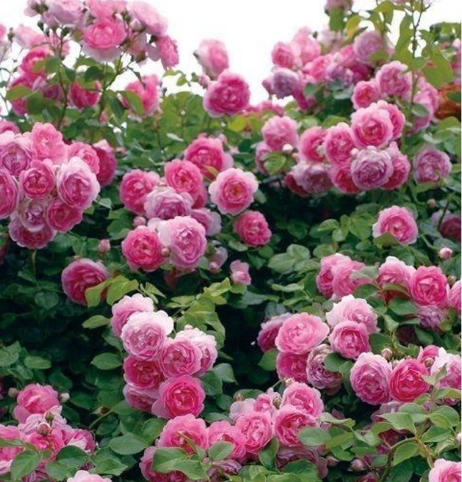 3种花被称为“大美女”，一年四季花开不停，开花量大