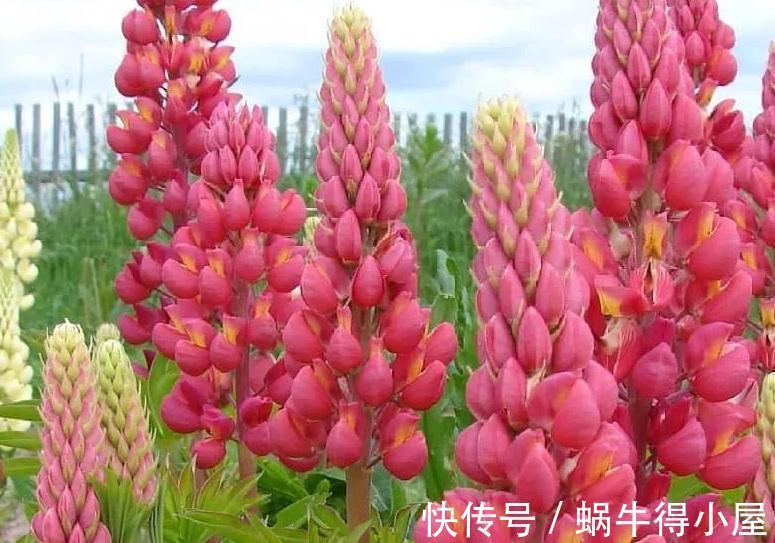 植株|花园不能没有它,鲁冰花一开成一片,五彩缤纷煞是好看