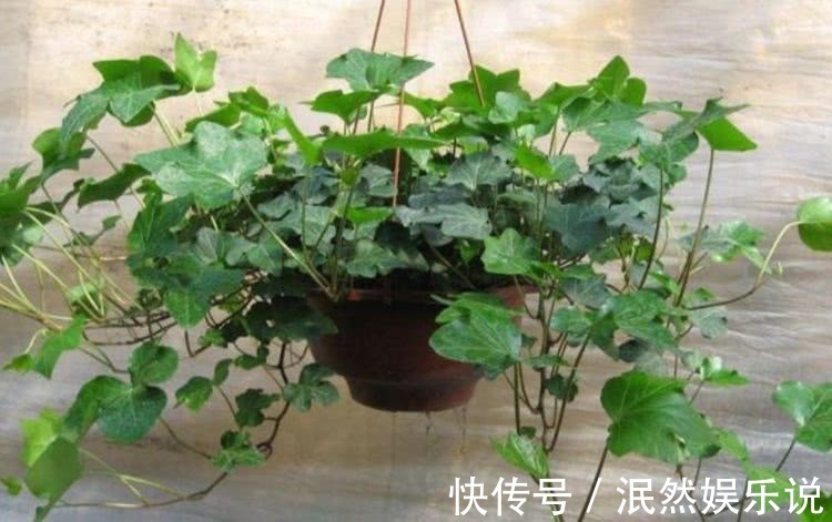 喜欢玫瑰,就养盆“高档玫瑰”黄从容玫瑰,高贵典雅,花姿俊美!