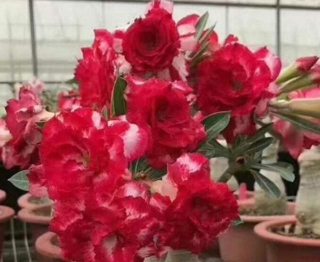 这几种花漂亮开花勤,堪称“开花小机器”,养在阳台上,美极了