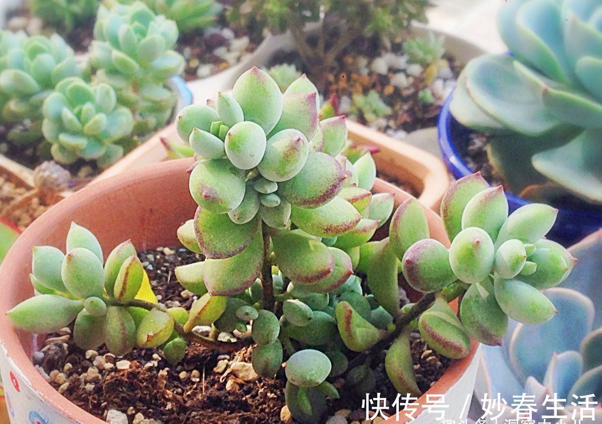 这“三多肉”入冬就开挂，叶片自带“香气”，遇水疯长憋成小老桩