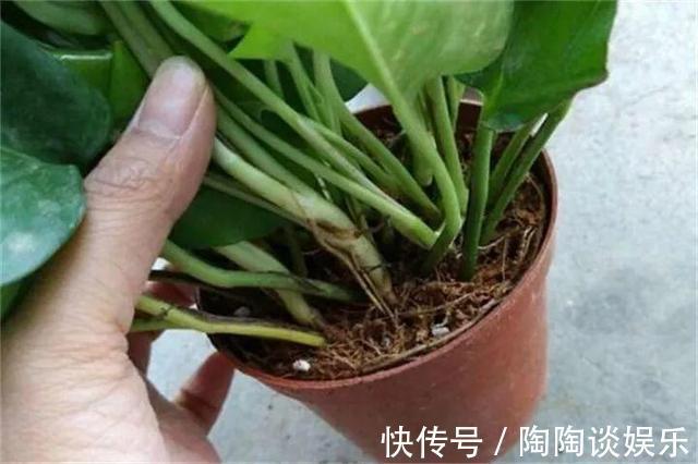 肥料|绿萝的最爱,家家都有,2周喂一点,叶子油绿翠亮,新叶巴掌大