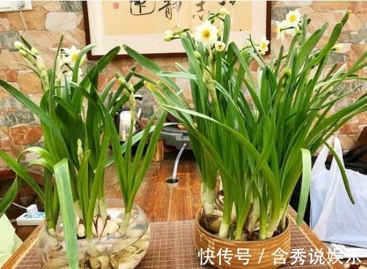 水仙花|这五种“毒花”，冬季最好不要养，1滴“汁液”就可能影响健康