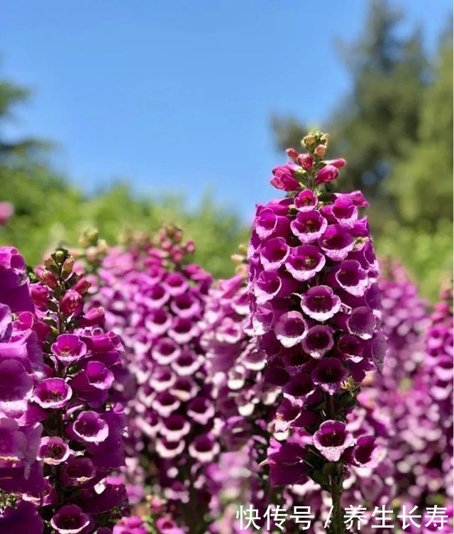 有些花名字太奇葩,叫出口太尴尬,开花却很美!