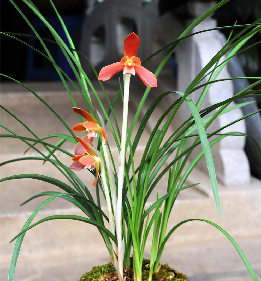 何时才是浇花的最佳时机,可从三大方面,来加以判断