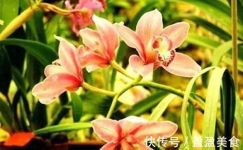 4种香妃花，室内养上一盆，闻之心旷神怡，极富观赏价值