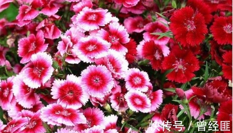 养花试试这几款,花开繁盛花香怡人,繁花似锦,姿色艳丽