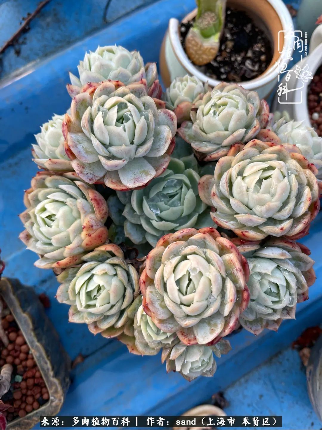 带着200多盆多肉，三个月搬两次家，是一种怎样的体验