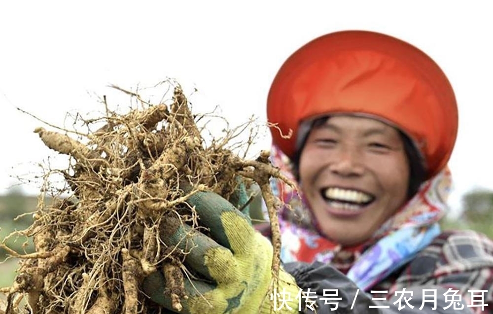 替代品|美国人种了不吃,在我国却身价倍增,成了人参的替代品