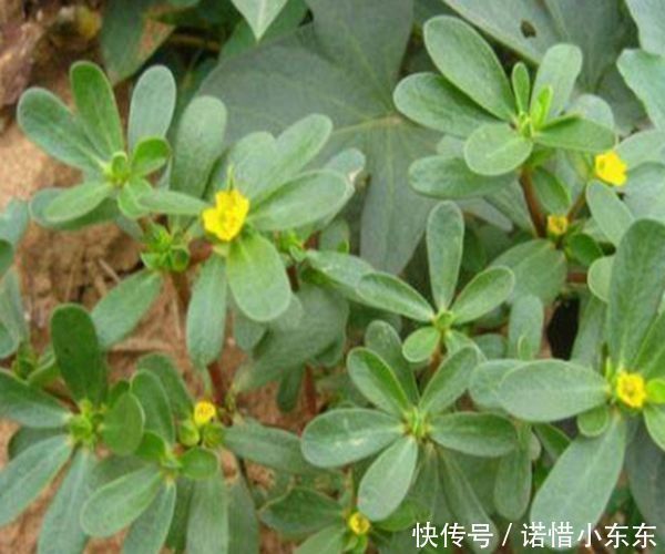 白发|马齿苋加一宝，白发变黑发，半个月后，身体出现惊喜的改变