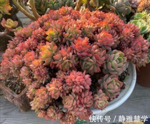 马上要降温了,多肉植物怕冻吗?这几点要注意