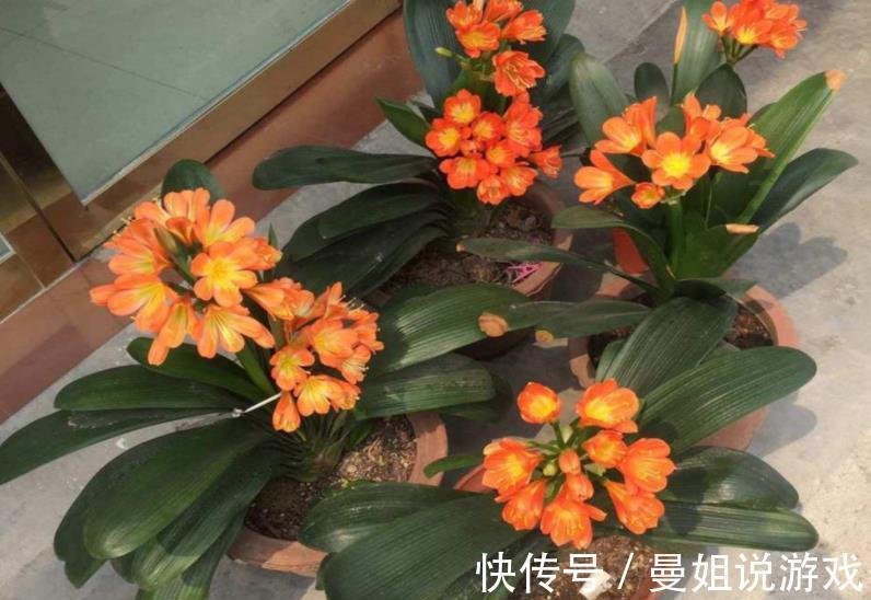 贵州大妈养君子兰,经常做这5件事,年年花开爆盆,吉祥好兆头