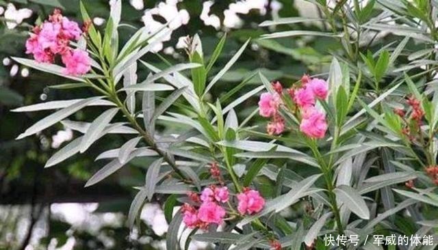 夹竹桃有毒,为什么还广泛种植呢!