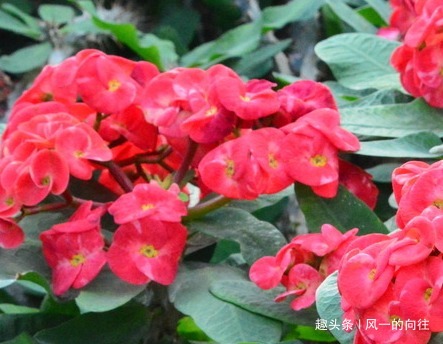 这3种花不能惯着,越是不管越能轻松长爆盆,开出花朵美极了