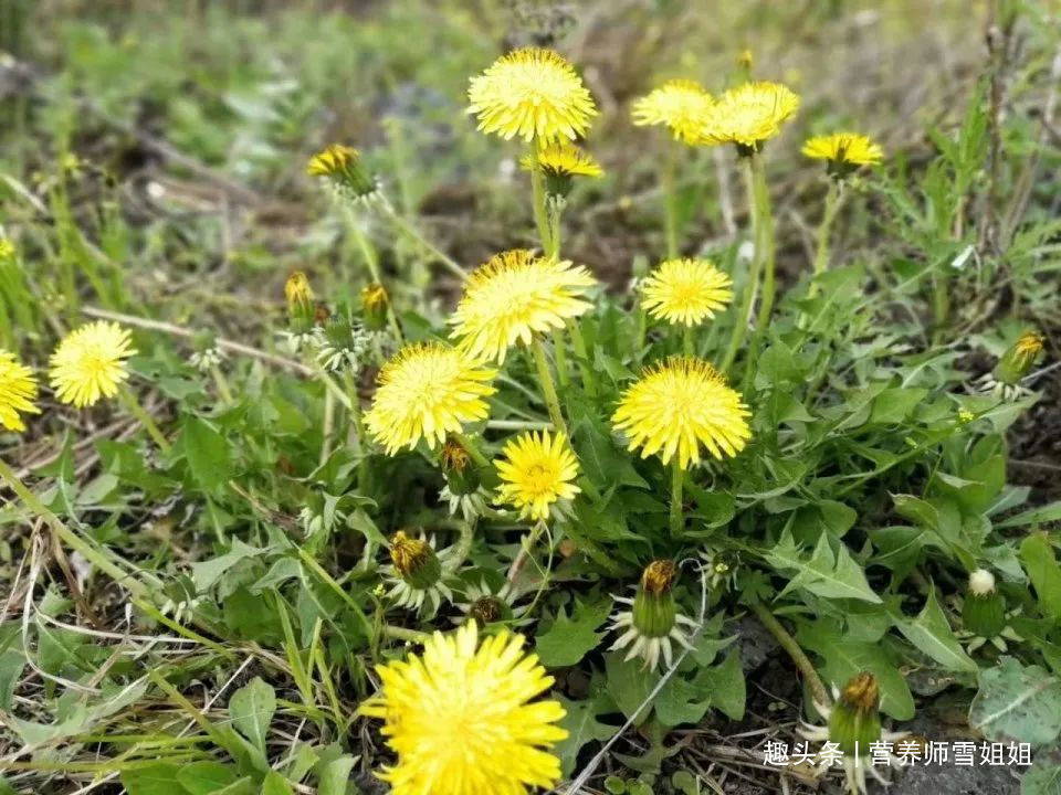 代茶饮|懂得使用蒲公英的人,能收获这5大好处,看看你用对了没