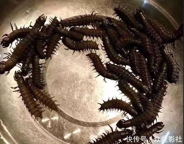 丈夫去逮鱼,却意外抓了一盆虾,妻子刚想下锅,直接丢进垃圾桶