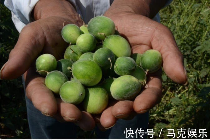 果皮|农村即将“消失”的野果子,吃过4种正常,全吃过的说明您真老了