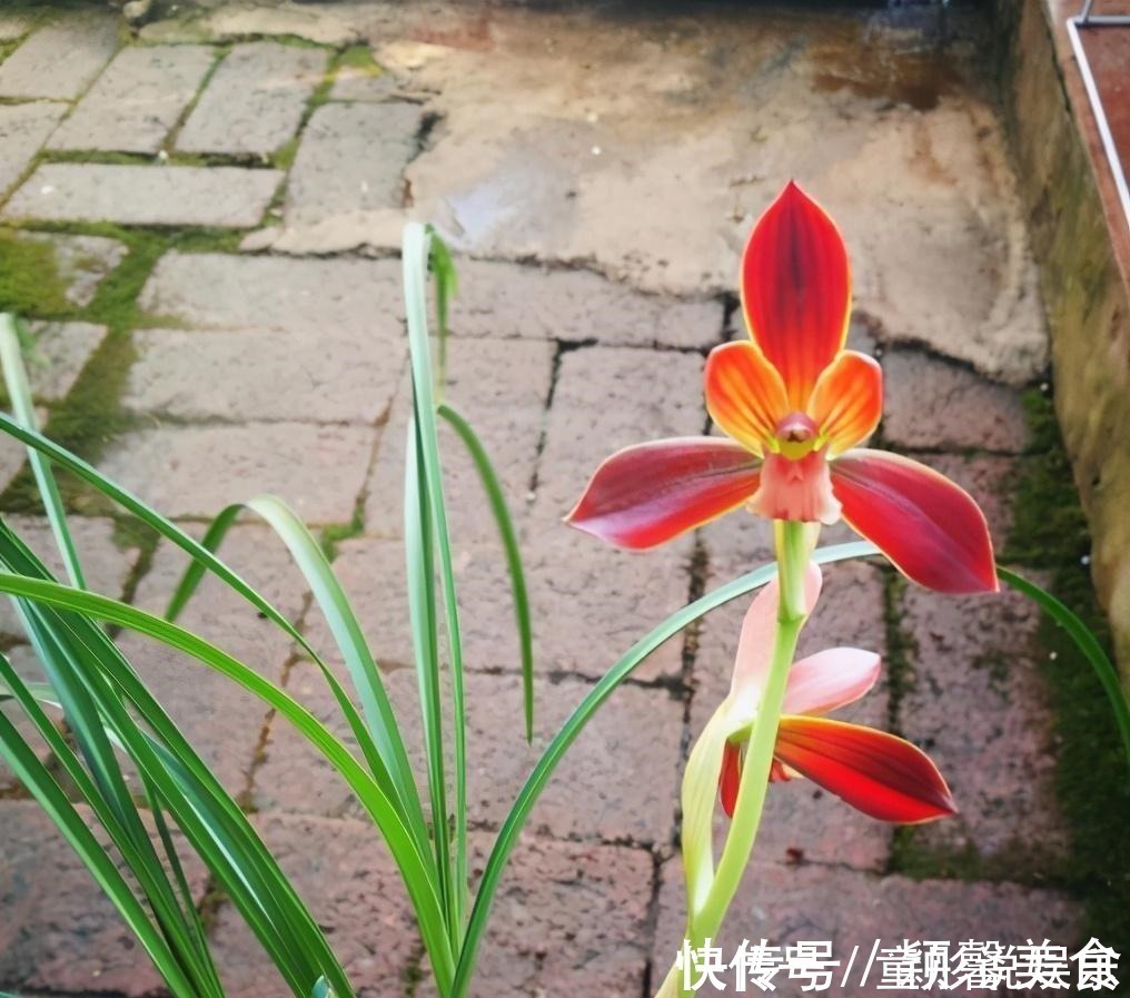 兰花界的“赌草”，既能娱乐又能敛财，你真的了解吗