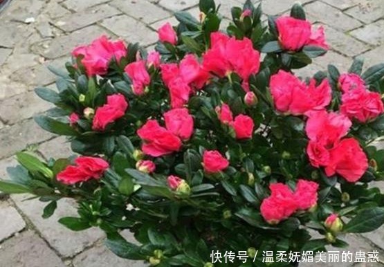 都说杜鹃花难养，4个养护妙招，不掉一片叶，花开满枝又旺盛