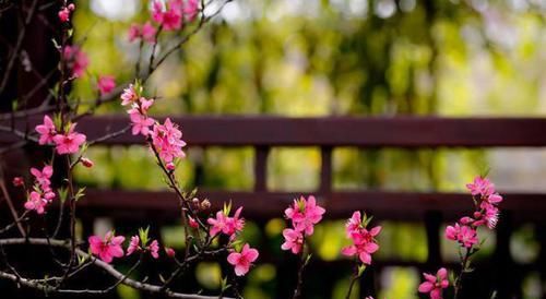 白居易一首桃花诗，表面上写花，实际上讲自己，读一次心疼一次