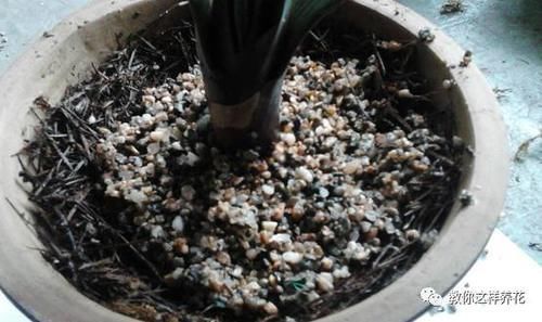 发财树君子兰烂根，可别扔了，1个小招就能救活！