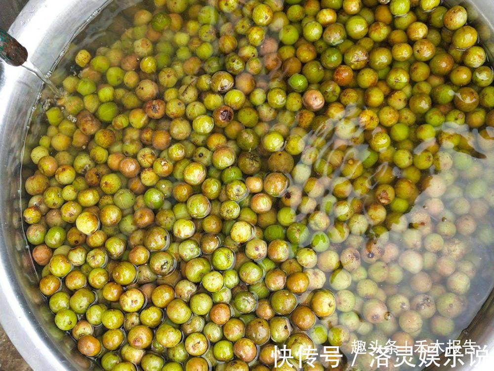 采摘期|采收期长达半年,既是药又是水果,被国际上看好,为何没人种