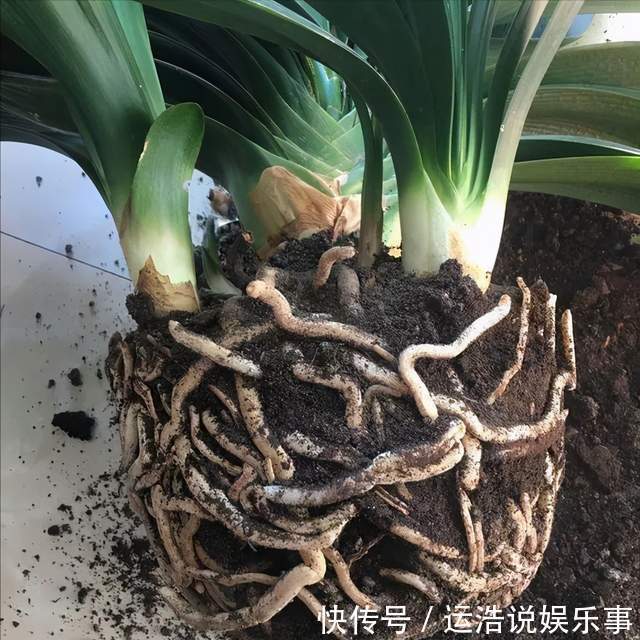 君子兰一直长不好,跟“换盆”有关系,很多人都做错了