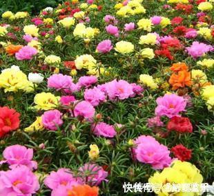 阳台|4种漂亮花,一年四季花朵轮番开,天天都是花海,是阳台盆栽佳品