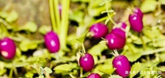 子宫病|女性不想得子宫病,用它泡水喝,痛经没了,排毒补血,远离妇科病