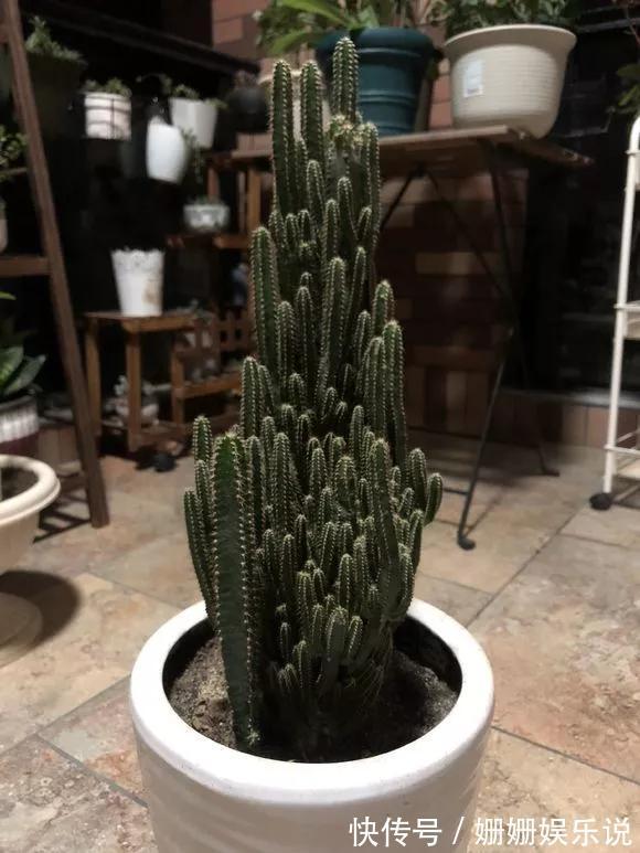 3种“丑花”，长得不怎么样，却能旺运镇宅，关键还好养