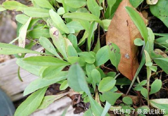农村这种野菜被称为“鸭舌草”，其味苦过黄莲，对咽喉肿痛有奇效