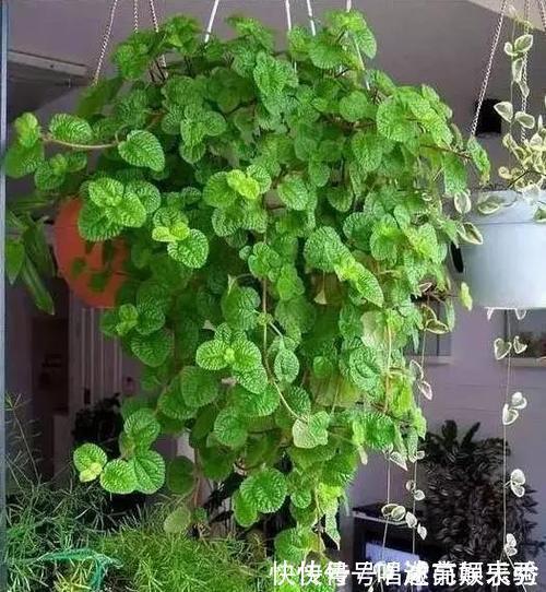 8种“吸毒花”,家里养一盆,废气吸光光,净化空气一级棒