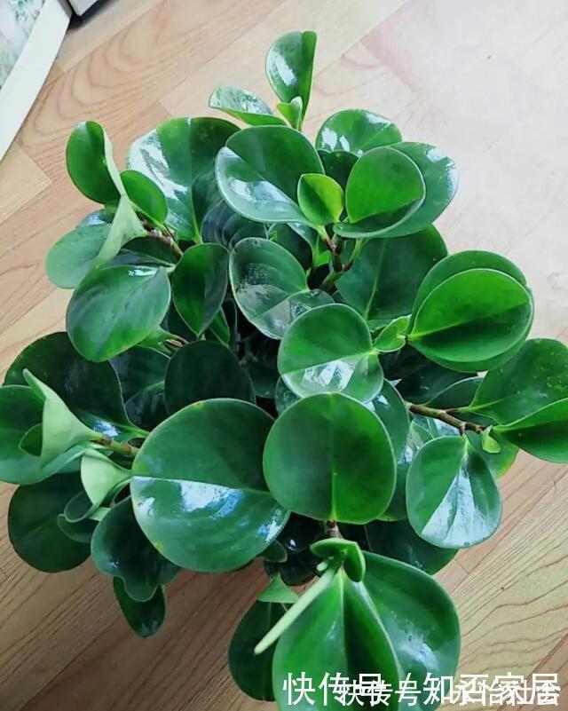 养花技巧：折腾不死的25种花，咋养都爆盆，懒人最适合