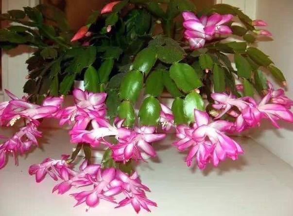 3种脾气很古怪的花,花盆越小长得越好,养护的人要注意